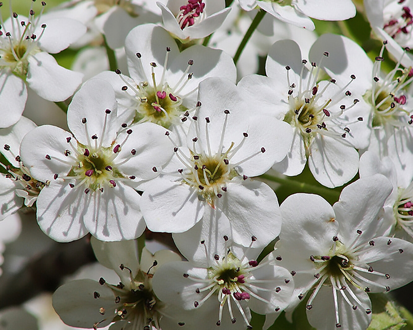 Bartlett Pear, Pyrus communis, ‘Bartlett’, Tree Seeds (Fast, Edible, Fall Color)