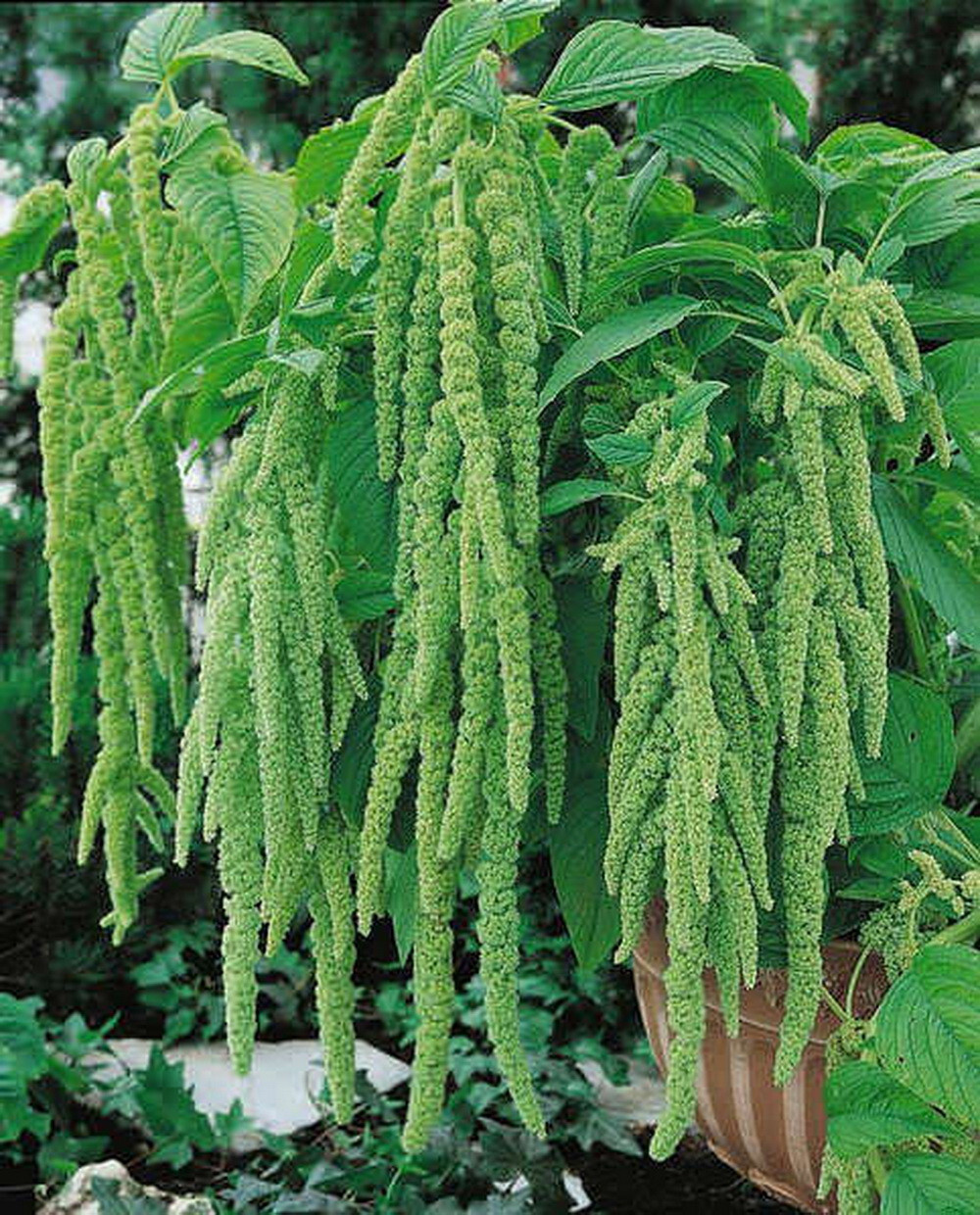 2000 Green Tails Amaranth Flower Seeds Amaranthus caudatus viridis