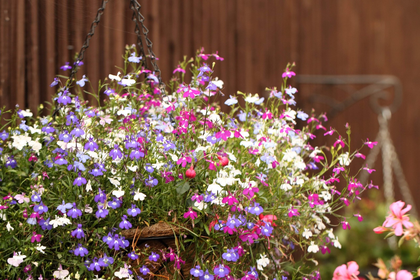200 MIXED COLORS LOBELIA Regatta Lobelia Erinus Flower Seeds