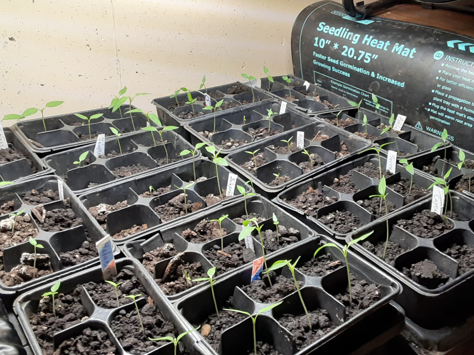 “Motown Magic” Hot Chili Pepper Seeds x30 MIX – Michigan Grown! Organic, Non-GMO