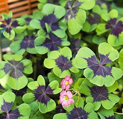 Green Shamrock Bulbs 15 Luck Oxalis to Plant, Easy