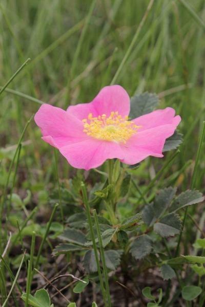 Rosa arkansas | Wild Prarie Rose | 100 Seeds