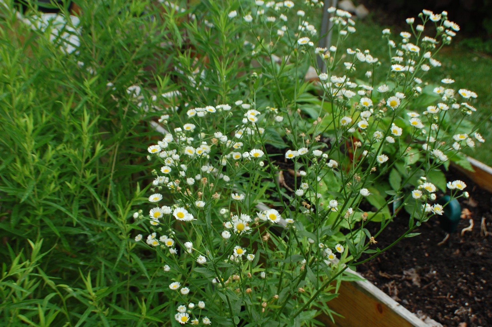 1/4 TSP + ANNUAL FLEABANE DAISY SEEDS/Erigeron annuus/NATIVE US