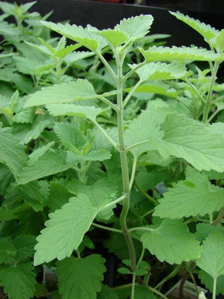 Nepeta cataria | Catnip | Catmint | Catswort | 50 Seeds