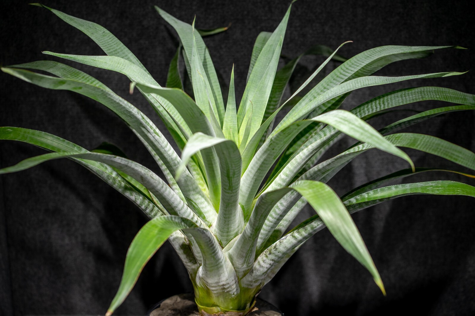 Alcantarea Odorata Pot 9″