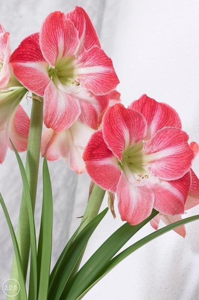 CHERRY BLOSSOM Jumbo Amaryllis Bulb 34-36 cm – US Seller!