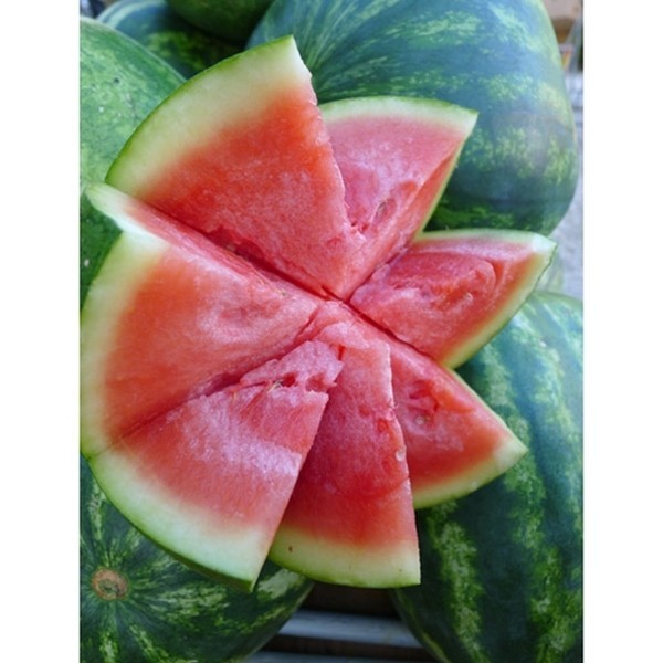 CRIMSON SWEET WATERMELON SEEDS, Heirloom – NON-GMO,