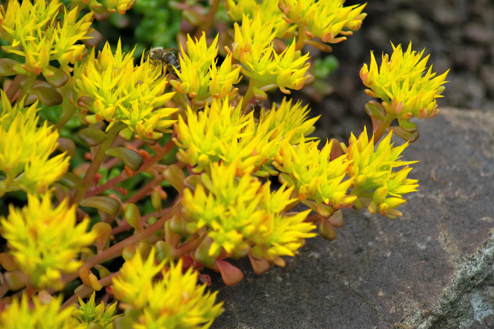50 OREGON STONECROP Sedum Oreganum Bronze Orange Red Native Yellow Flower Seeds