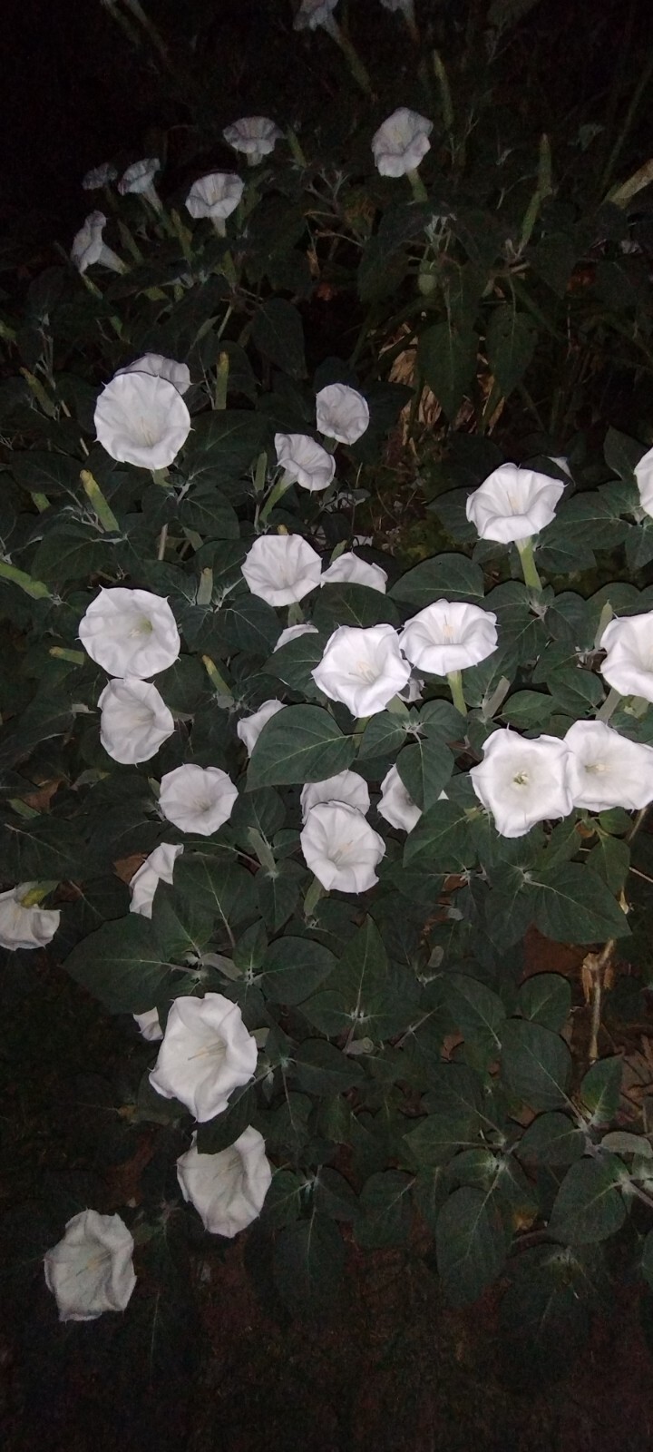 MOONFLOWER ANGEL TRUMPET 100 SEEDS~HUGE BLOOMS~EASY TO GROW 🪴 FREE SHIPPING