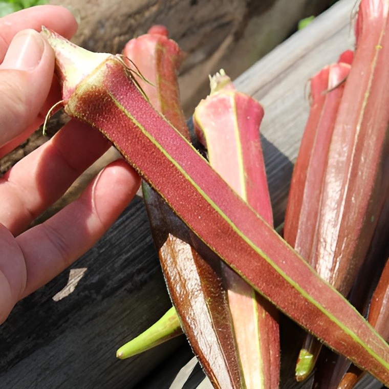60 Heirloom Jing Orange Okra Seeds – Rare Red-Orange Pods – 5″-7″ Tender Pods