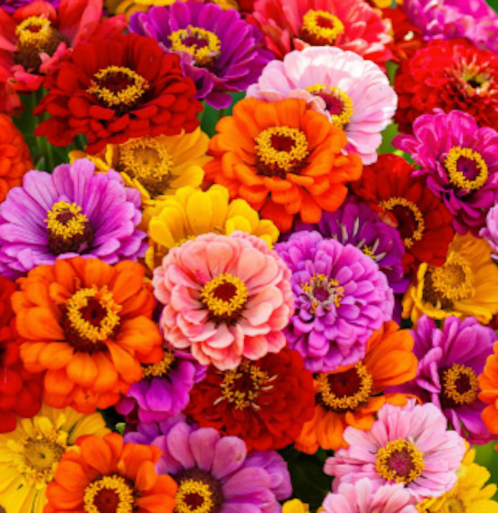 Zinnia Seeds Bulk – Giant Mix – Aztec Empress – Tall Majestic Many Colors – USA