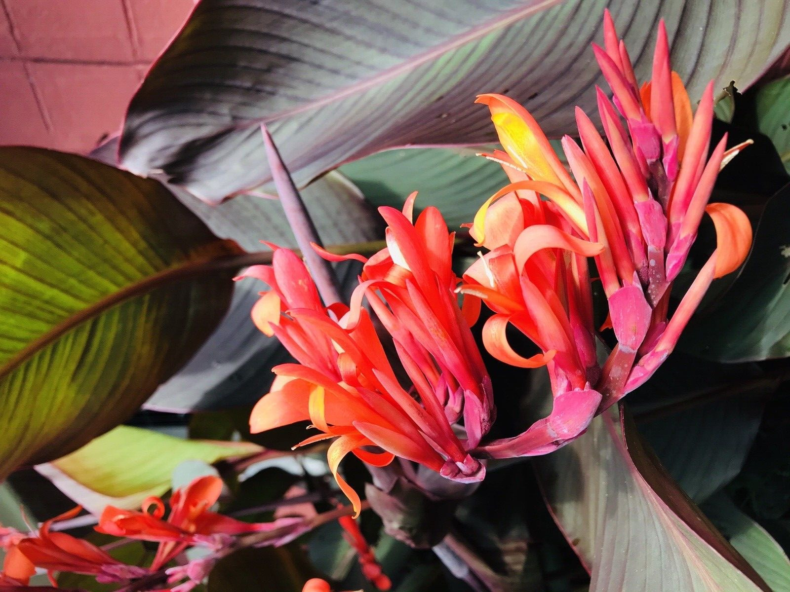 3 Canna Lily Bulbs Red Flowers Tall Plants Purple Bronze Leaf Large Rhizomes