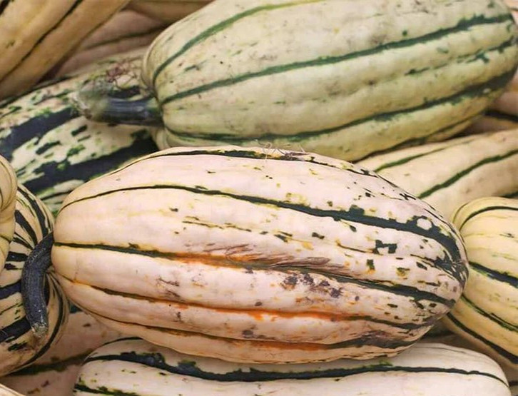 Delicata Winter Squash Seeds – 25 Seeds {Sweet Potato Squash}