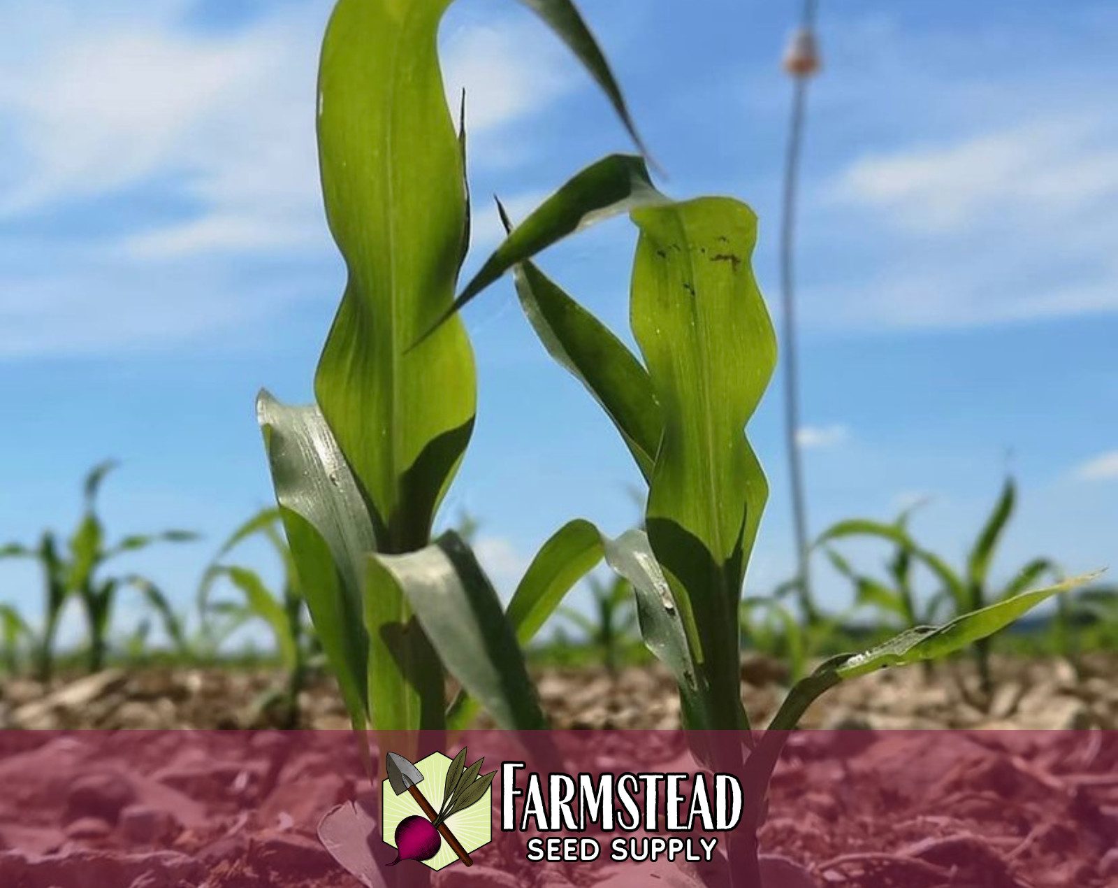130+ Sweet Corn Seeds [Country Gentleman] Vegetable Gardening, Heirloom, Non-GMO