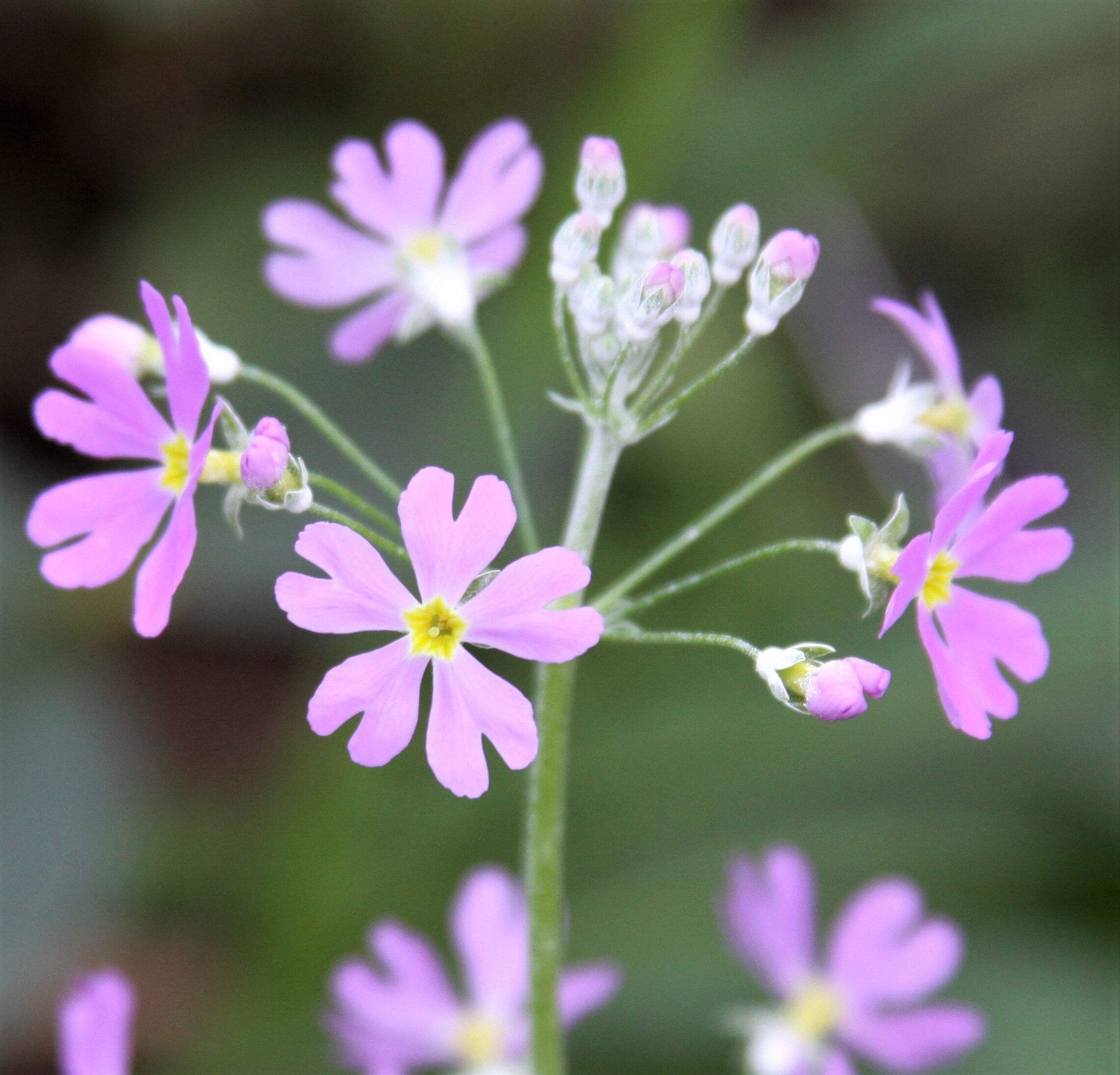 100 PINK FAIRY PRIMROSE Primula Malacoides Shade Houseplant Flower Seeds