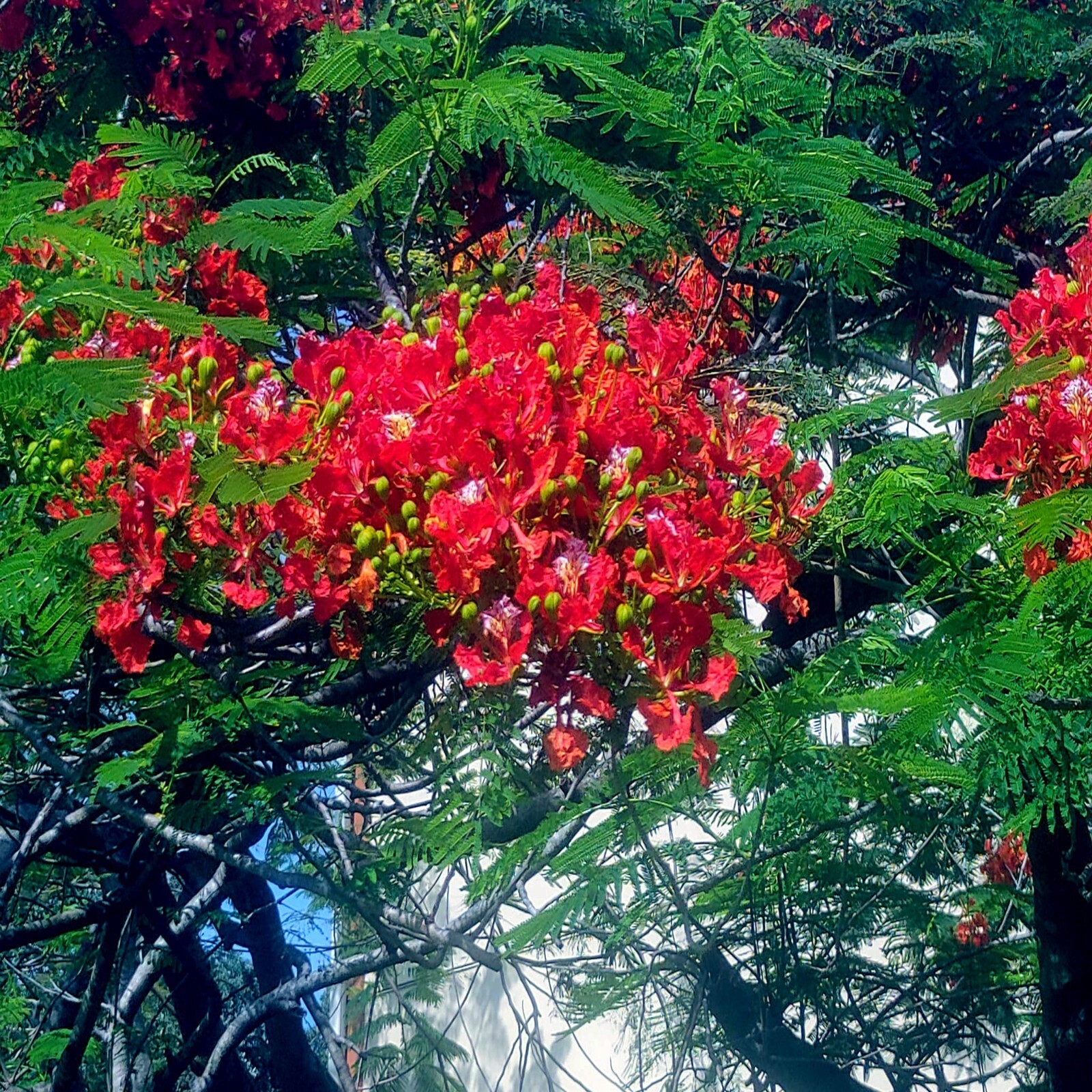 ROYAL POINCIANA RED FLAME TREE SEEDS Delonix Regia Tropical Flamboyant Flower