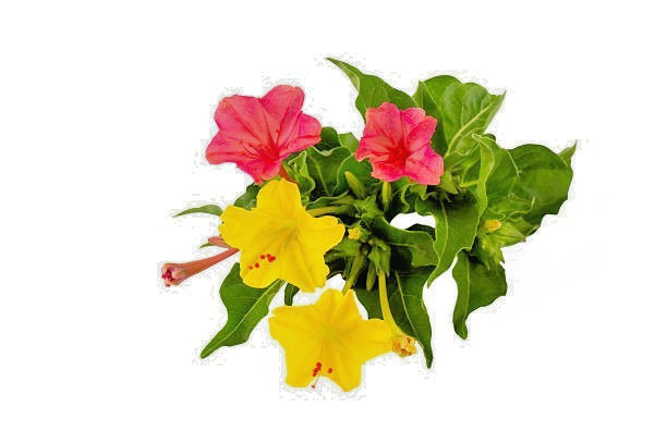 300 SENSATION FLOWERING TOBACCO MIX SEEDS | SALE FREE SHIPPING NON GMO HEIRLOOM