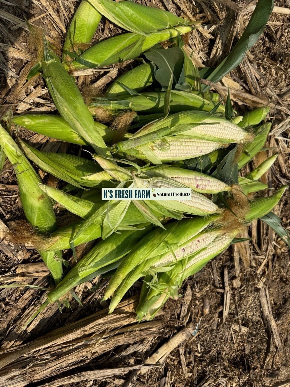 WHITE WAXY CORN SEEDS – HẠT BẮP NẾP TRẮNG (40+ PCS)