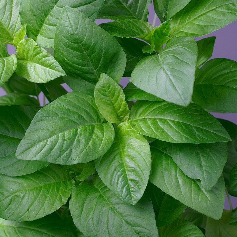 Jamaican Callaloo Seeds! (Amaranth) Black Seeds
