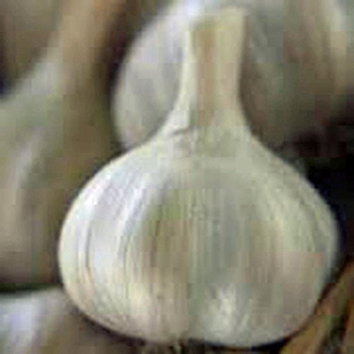 Garlic Bulb 8 Pack, Fresh California SOFTNECK Garlic Bulb for Planting and Gr…