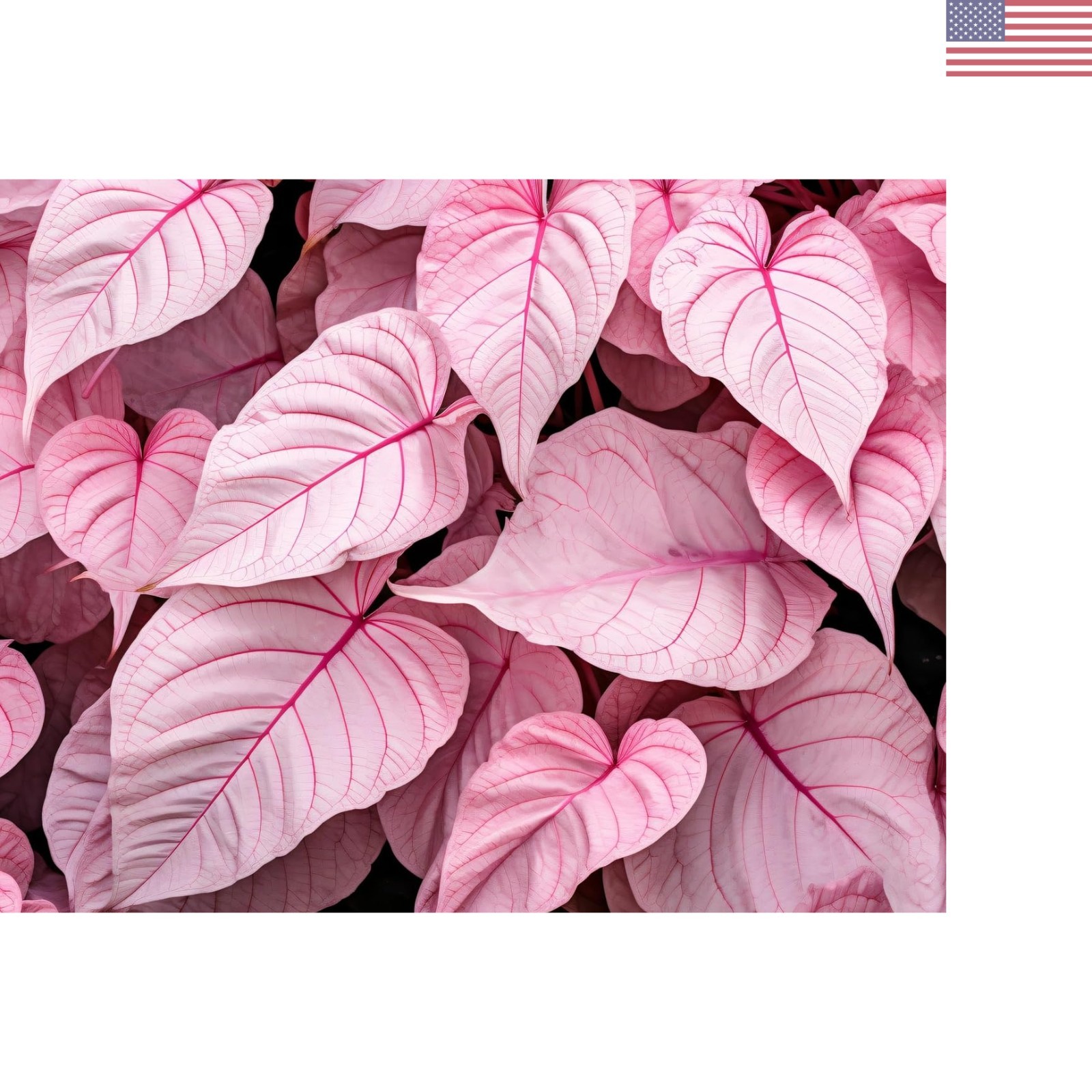 Perennial Pinky Swear Caladium Bulbs (6 Pack) – Perfect for Containers & Gardens