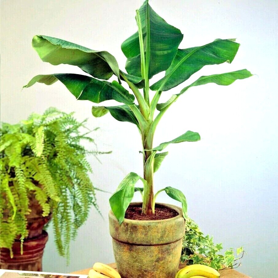 10 “DWARF” Cavendish BANANA Tree Seeds Musa acuminata Hardy Tropical Fruit Plant