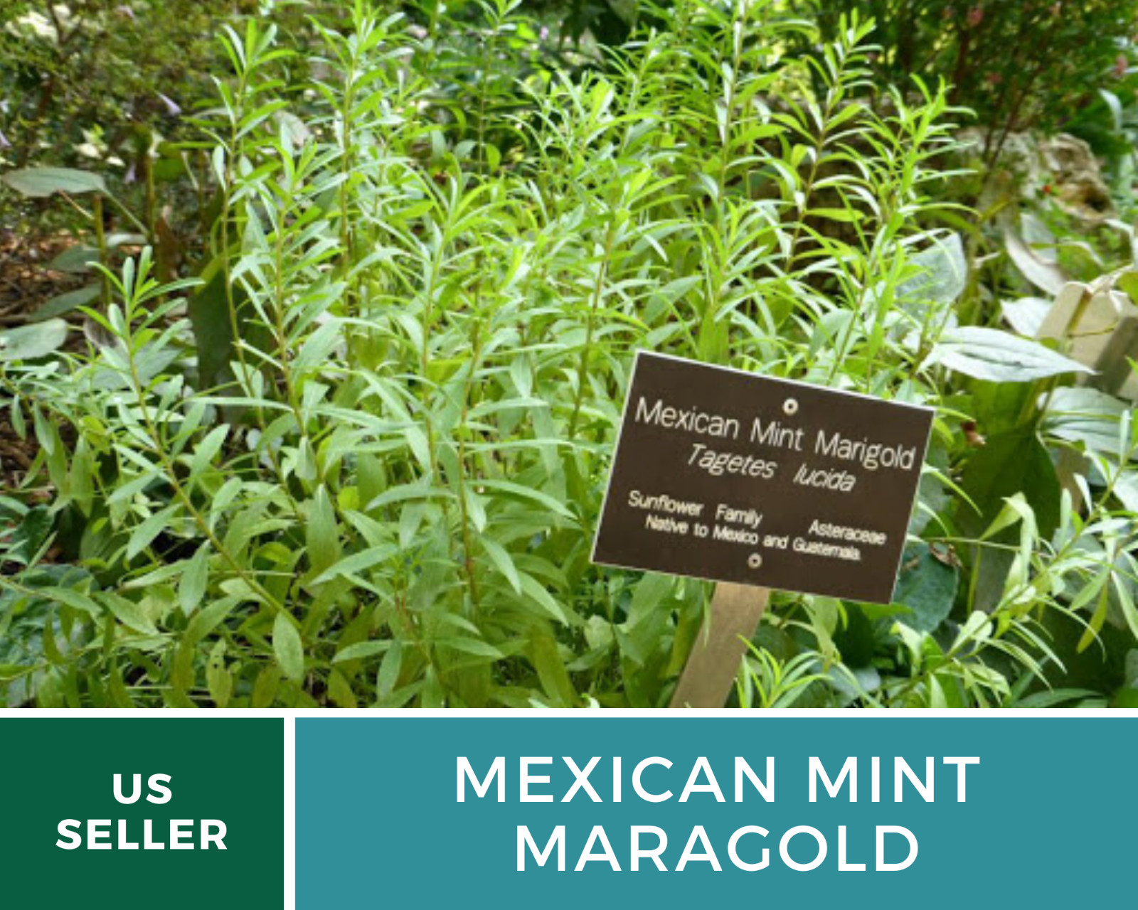 Mexican Mint – 50 Seeds – Medicinal & Culinary Herb (Tagetes lucida)