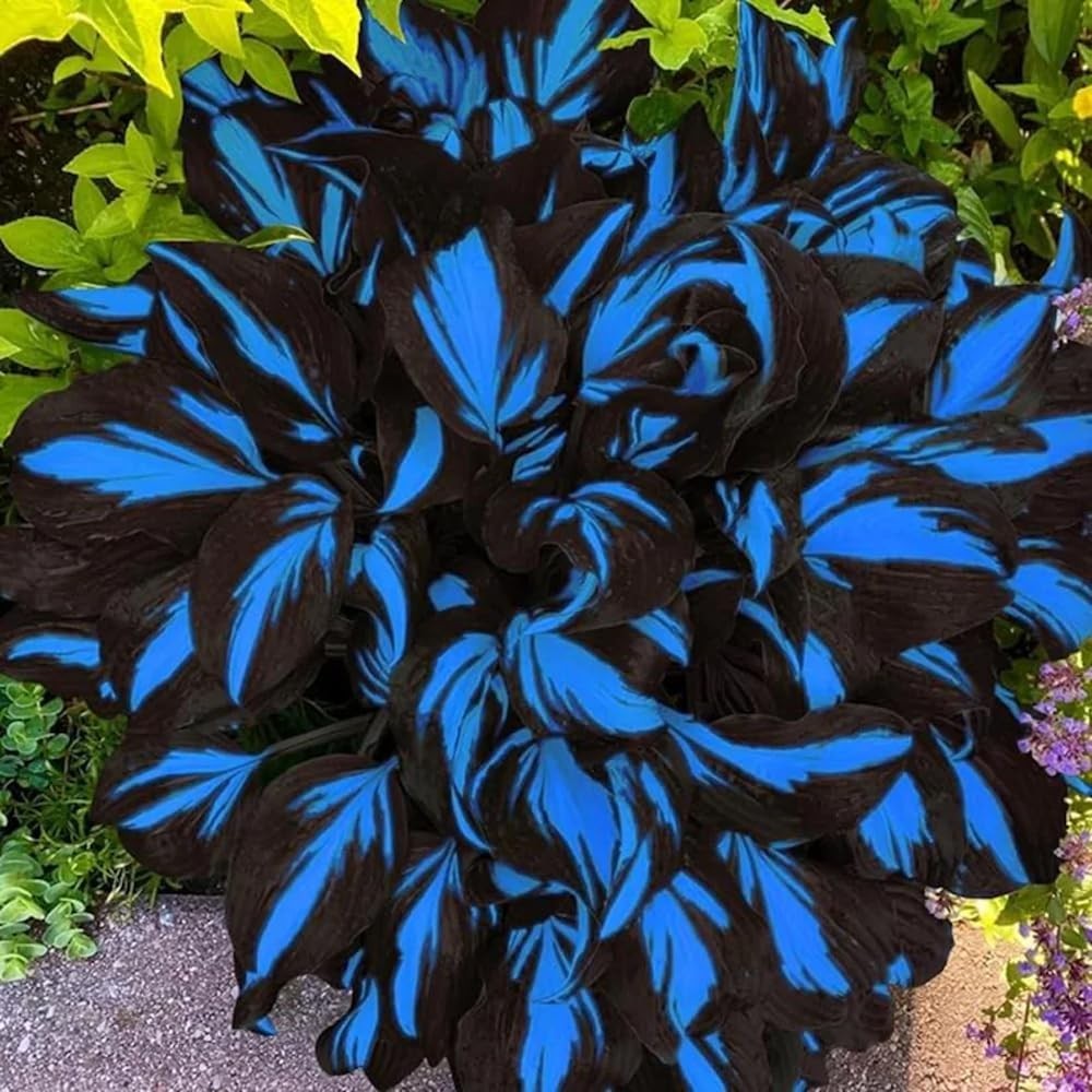 150+ Hostas Seed Midnight Blue for Planting Outdoors-Rare Hostas Seeds Dark B…