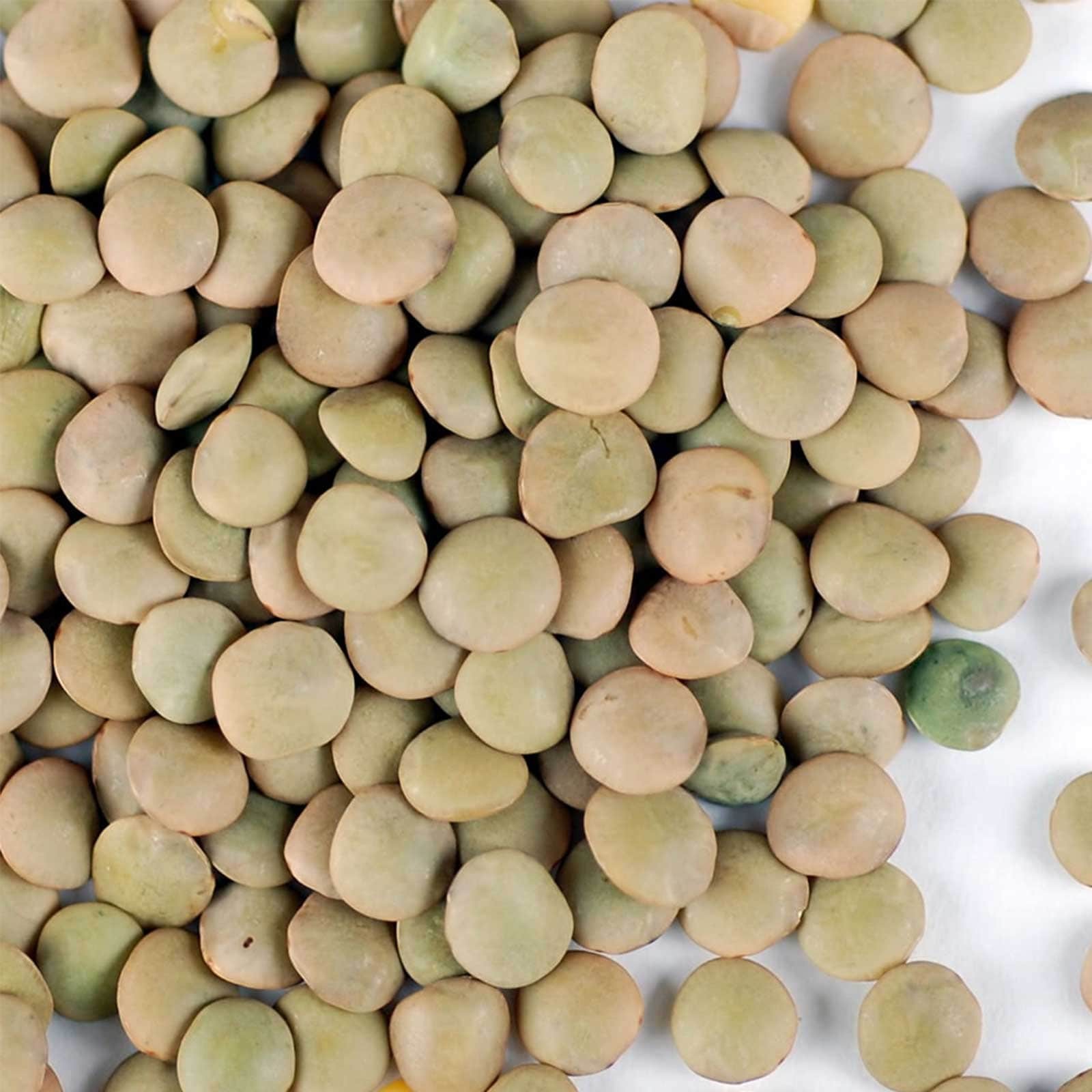Sprouting Brown Lentils Seeds | Non GMO Heirloom Seed USA Indian Daal