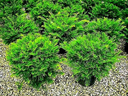 10 Japanese “Spreading” Yew (Taxus cuspidata) Tree Seeds, Bonsai or Landscaping