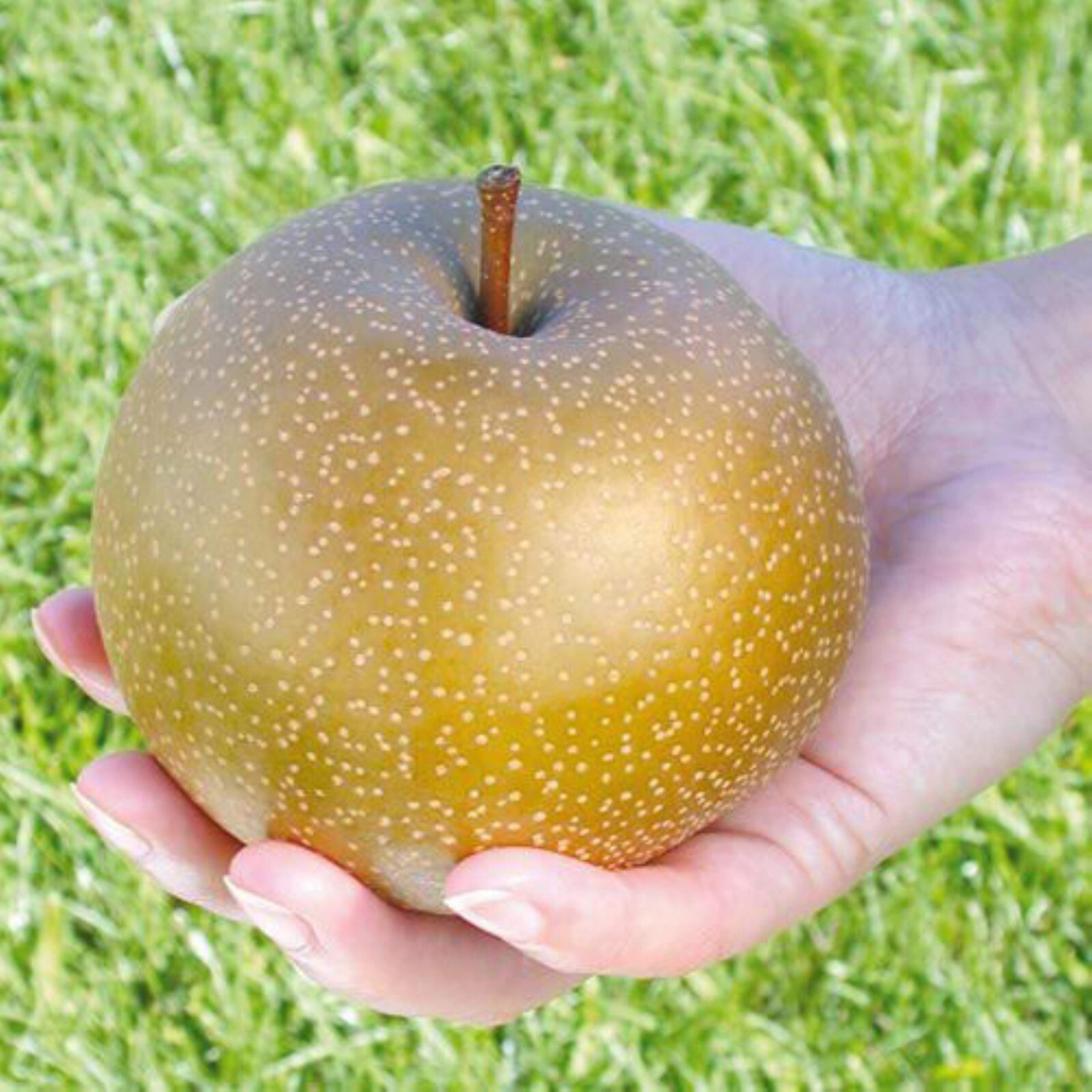 4-5 ft tall Korean Giant Asian Pear Tree, grafted plant, bare root