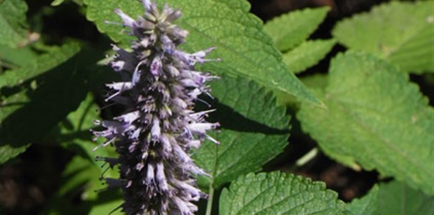 KOREAN MINT SEEDS * CULINARY * MEDICINAL * BEVERAGE * AROMATIC *