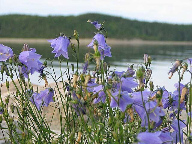 Campanula rotundifolia | Bluebell of Scotland | 100 Seeds
