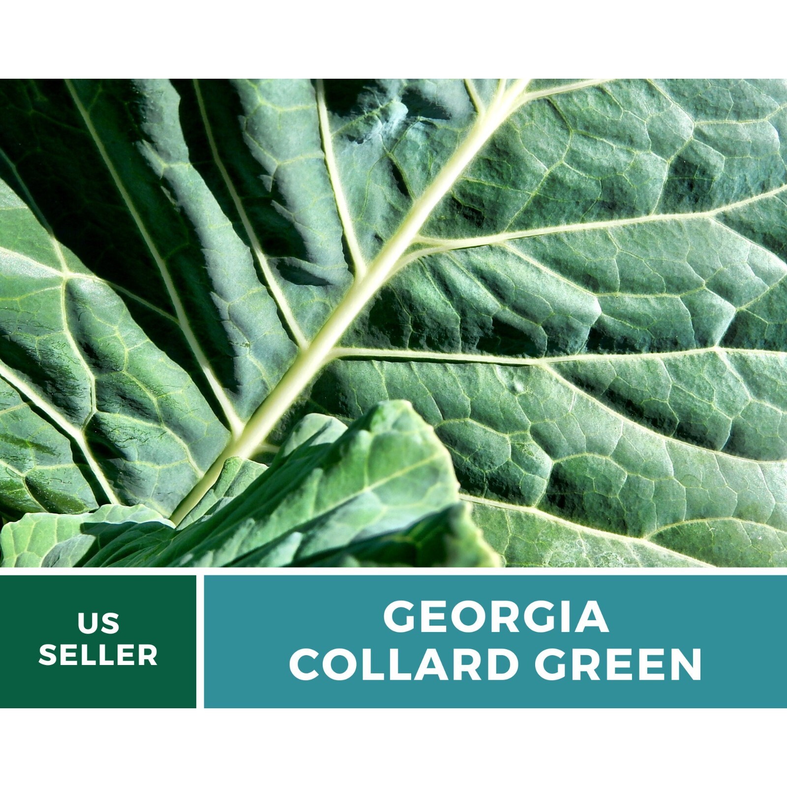 Collard Greens, Georgia – 100 Seeds – Heirloom Vegetable – Open Pollinated – Non