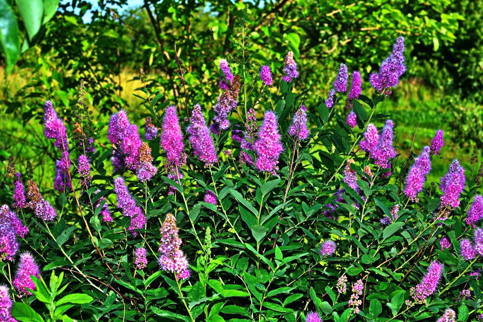 SPIRAEA DOUGLASII, 1000 SEEDS. WESTERN SPIREA, STEEPLE BUSH, WILDFLOWER