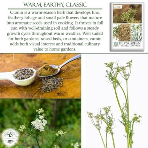 Cumin Seeds (Cuminum cyminum) – 300+ Heirloom Non GMO Seeds by Isla’s Garden
