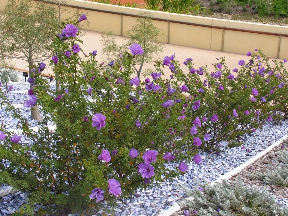 ~~Alyogyne huegelii Blue Hibiscus~~ Live Well Rooted STARTER Plant~~