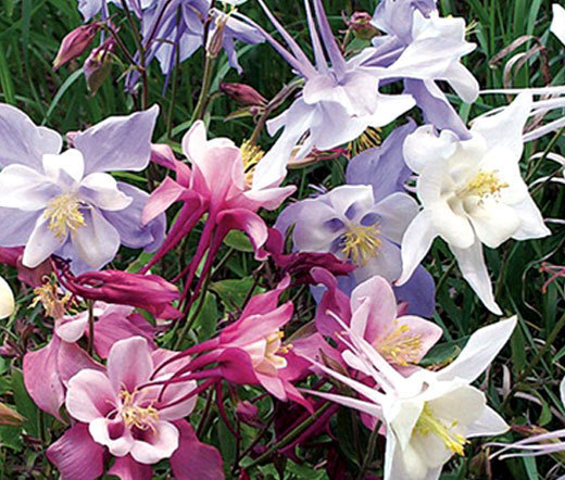 COLUMBINE DWARF MIXED Aquilegia Vulgaris – 1,000 Bulk Seeds