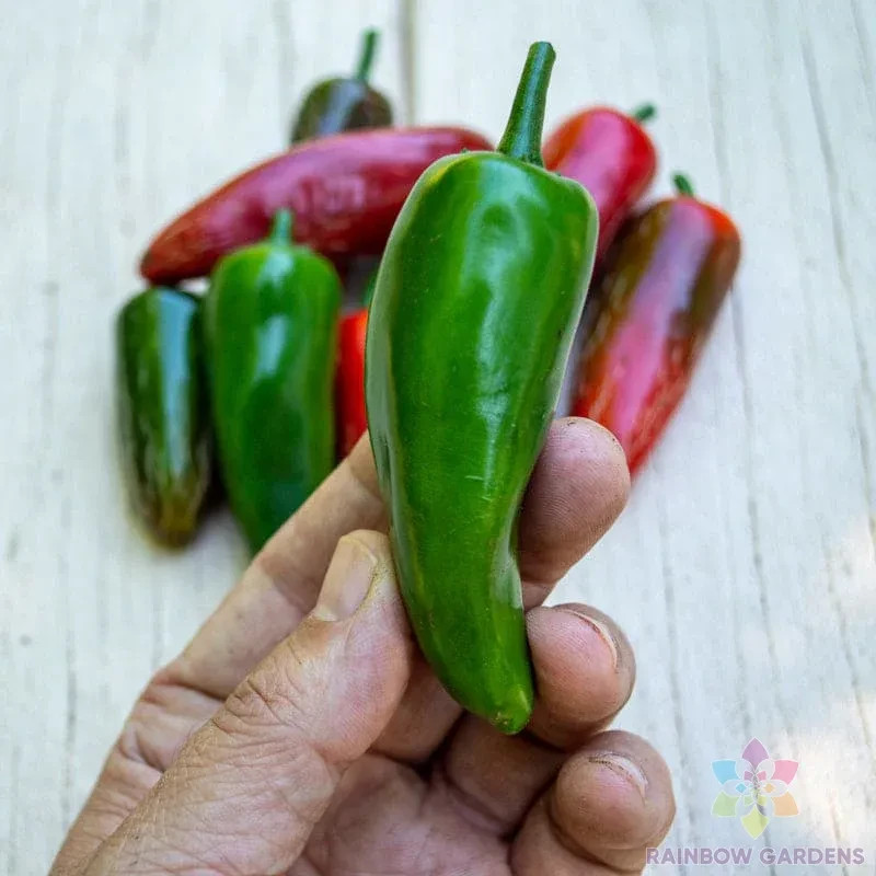 25+ Pot-a-Peno Hot Pepper Seeds for Garden Planting – USA – FREE SHIPPING!