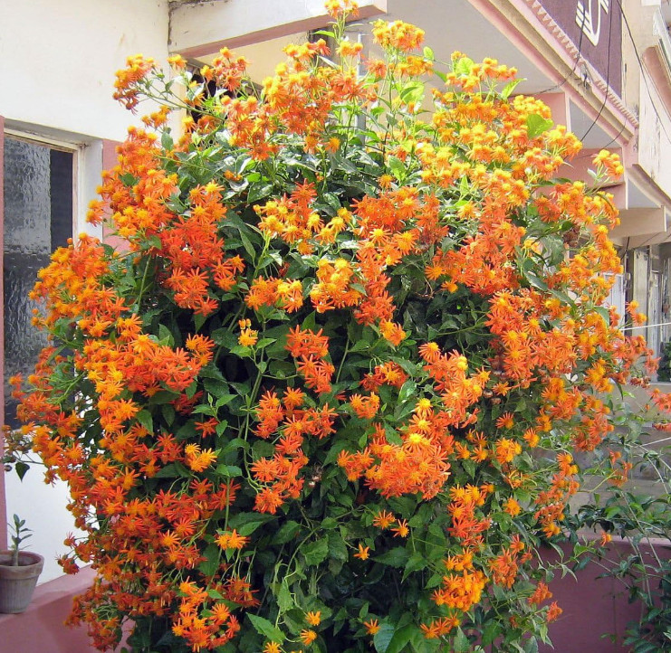 Set 2 Mexican Flame Vine Plant – 3-6″ Tall – Fast-Growing Tropical Climbing Vine