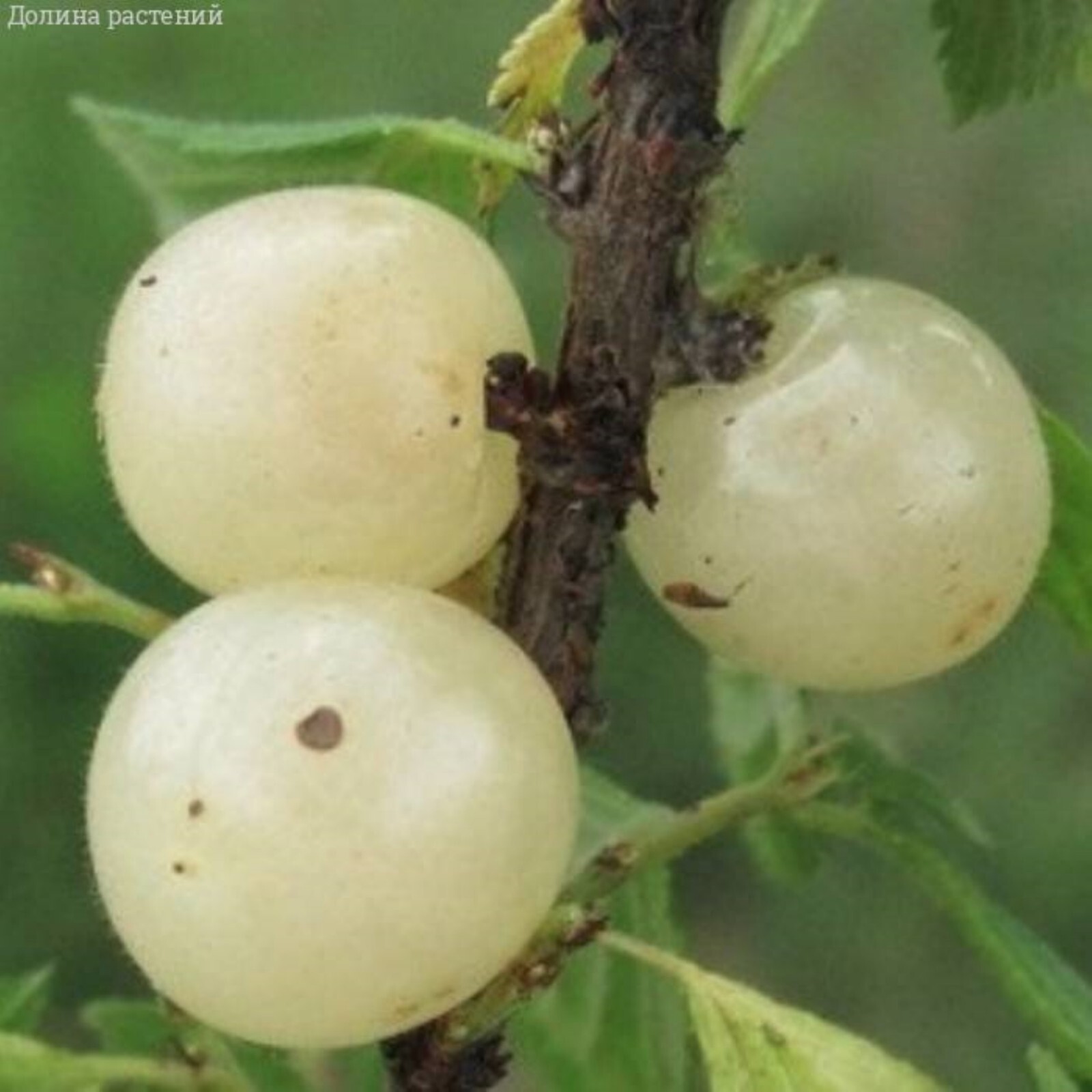 12-18” tall Ian – Nanking White Cherry 2 year old plant