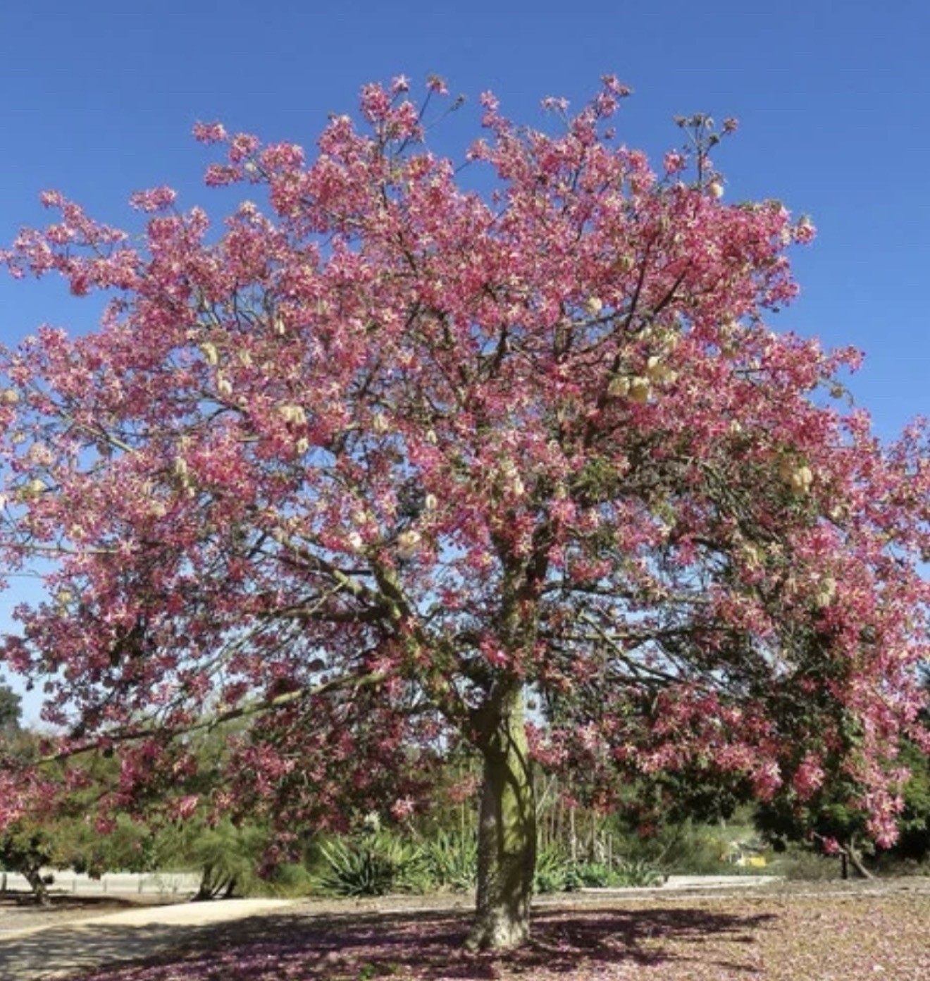 Pink Silk Floss Tree-Ceiba specios-Rare Tree! Beautiful Orchid Like Blooms!