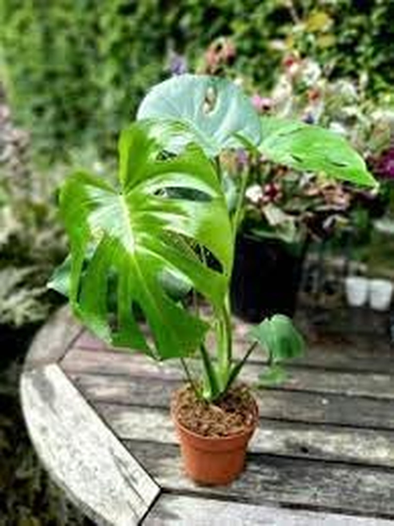 90PCS Fresh Monstera Plant Seeds, Rare Tropical Houseplant Seeds for Indoor & Ou