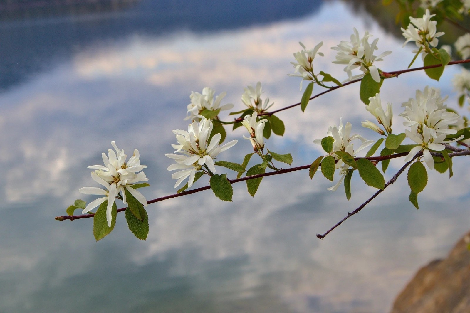 Organic Juneberry Fruit 20 yr producer! {Amelanchier l.} 20 seeds Free Shipping!