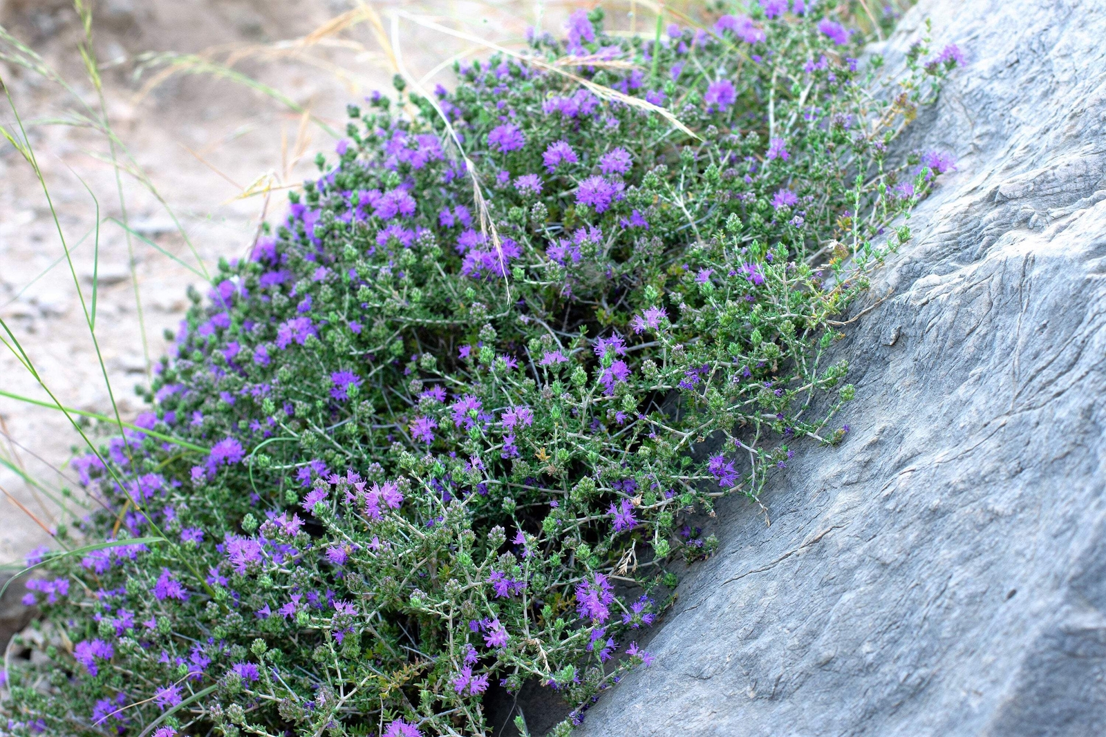 40 CONEHEAD THYME Thymus Capitatus Thymbra Mediterranean Herb Flower Seeds