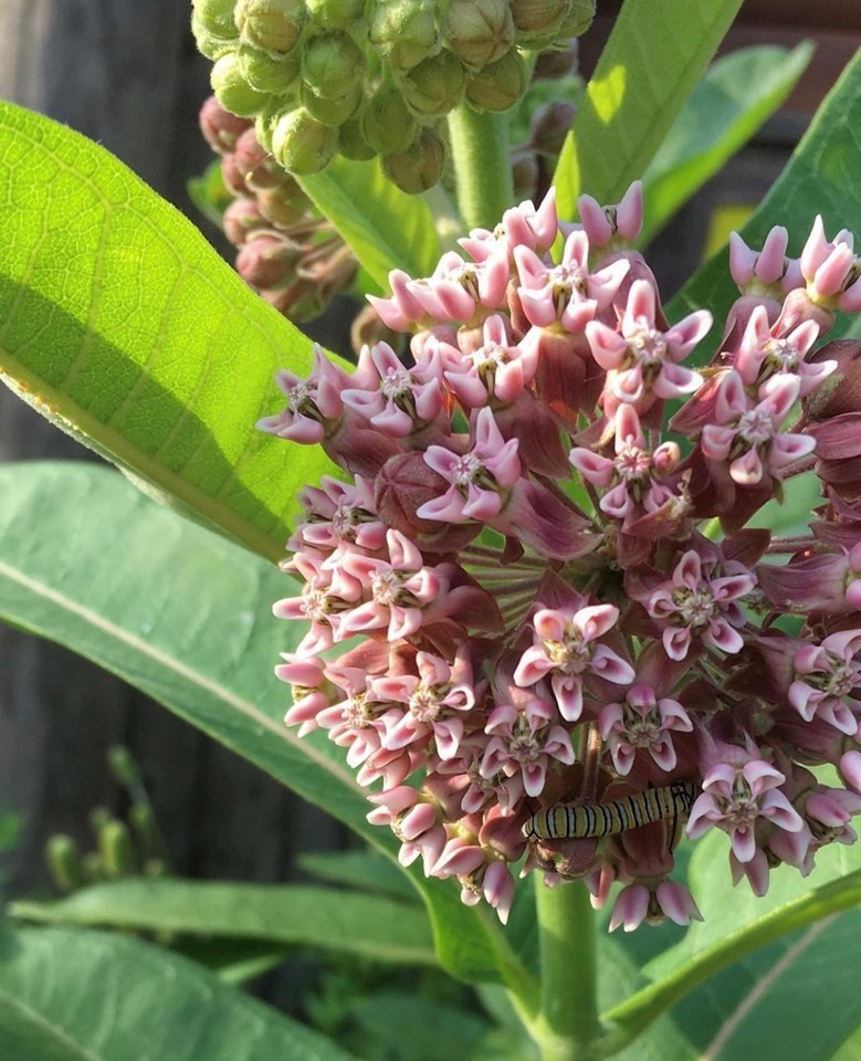 100+ Hardy Common Milkweed (Asclepias syriaca) Seeds Attract Monarch Butterflies
