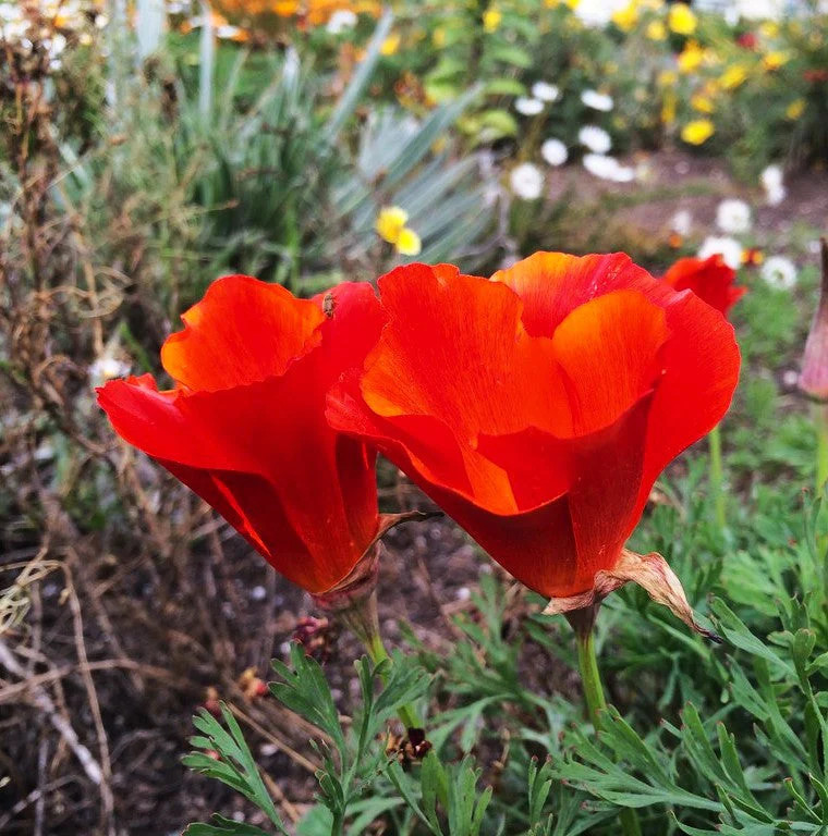 Red Chief California Poppy Seeds – For 2025 Planting Scarlet Flanders Poppies