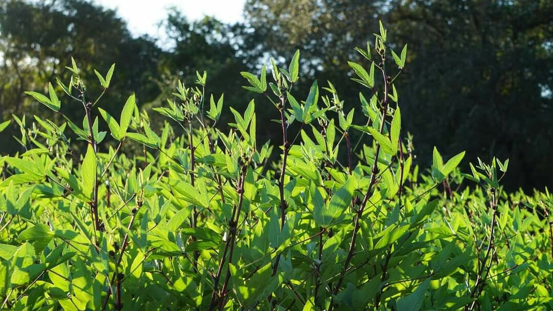 **RARE** FLORIDA CRANBERRY, Roselle, Hibiscus sabdariffa, Sorrel 25+ seeds