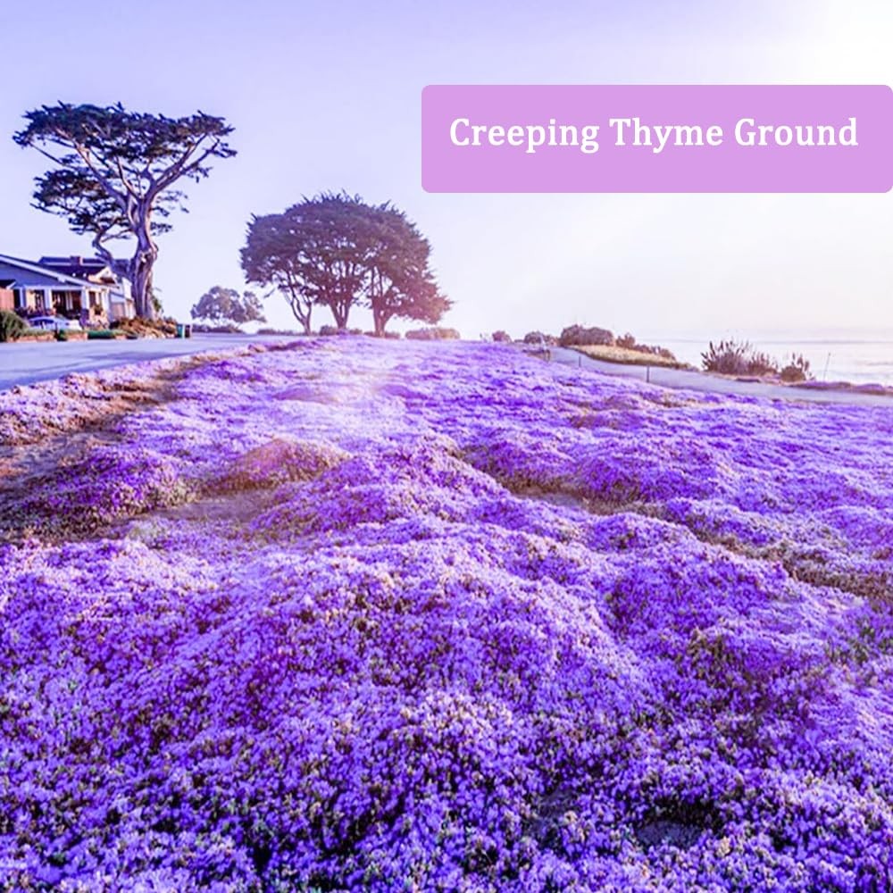 6000+Perennial Mixed Creeping Thyme Thymus Serpyllum Seeds for Planting Outdo…
