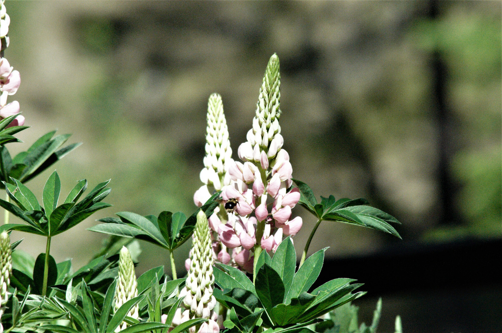 Perennial Flower Seeds LUPINE Lupinus Polyphyllus Pink & White 20 Seeds